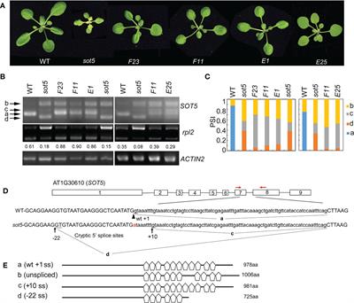 A genetic screen in Arabidopsis reveals the identical roles for RBP45d and PRP39a in 5’ cryptic splice site selection
